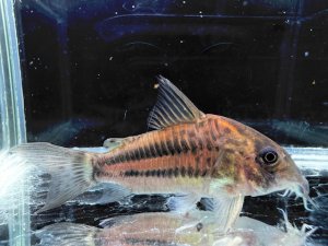 画像1: WILD　コリドラス　パヴァネリアエ　Ｌサイズ　4番　神戸店在庫