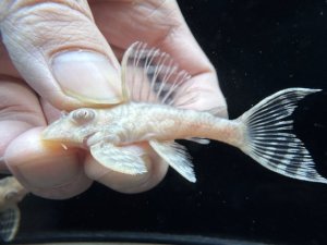 画像1: 若親サイズ　L-333　アルビノゴールデンキングロイヤル　7番　神戸店在庫　