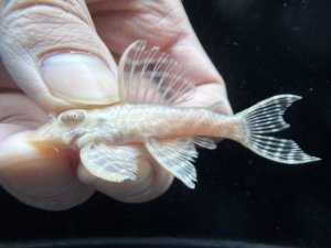 画像1: 若親サイズ　L-333　アルビノゴールデンキングロイヤル　15番　神戸店在庫　