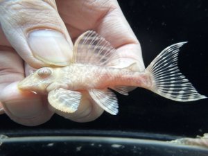 画像1: Black Friday　若親サイズ　L-333　アルビノゴールデンキングロイヤル　1番　神戸店在庫　