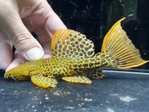 画像1: ミドルサイズ　WILD　オレンジフィンレオパードトリム　1番　神戸店在庫