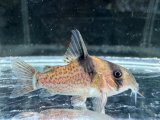 WILD　コリドラス　ブレビロストリス　1匹　神戸店在庫