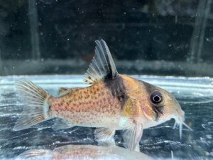 画像1: WILD　コリドラス　ブレビロストリス　1匹　神戸店在庫