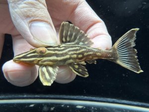 画像1: WILD　ゴールデンサンダーロイヤルプレコ　ジャマンシン　2番　神戸店在庫