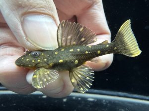 画像1: レア種！　ゴールデンアンジェリカス　ブリード個体　3番　神戸店在庫