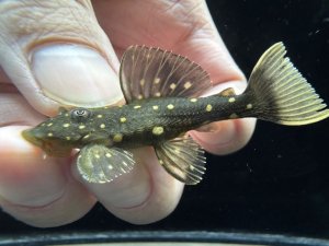 画像1: レア種！　ゴールデンアンジェリカス　ブリード個体　2番　神戸店在庫