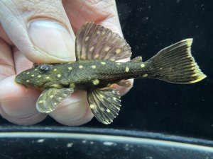 画像1: レア種！　ゴールデンアンジェリカス　ブリード個体　5番　神戸店在庫