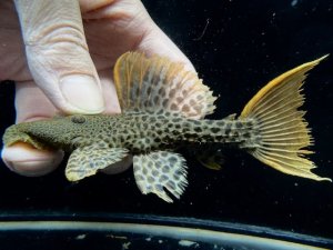 画像1: 限定特価品　WILD　スーパーオレンジフィンレオパードトリム　Takutu Rive　3番　神戸店在庫