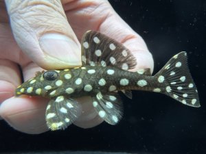 画像1: WILD　ブラックウィズホワイトカイザープレコ　1番　神戸店在庫