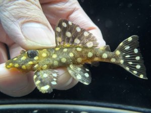 画像1: WILD　ブラックウィズホワイトカイザープレコ　2番　神戸店在庫