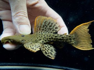 画像1: 限定特価品　WILD　スーパーオレンジフィンレオパードトリム　Takutu Rive　5番　神戸店在庫