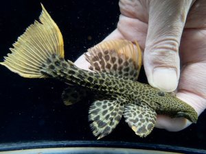 画像1: 限定特価品　WILD　スーパーオレンジフィンレオパードトリム　Takutu Rive　4番　神戸店在庫