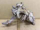 珍しい流木　天然流木　4番　神戸店在庫　　