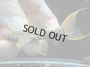 画像1: WILD　ウルトラスカーレットトリム　リオ・イリリ　f-2　神戸店在庫