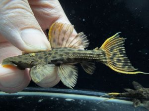 画像1: WILD　ウルトラスカーレットトリム　リオ・イリリ　f-6　神戸店在庫