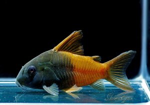 画像1: 11/29着指定以降　WILD　CW217　Cｏ ビーコンコロール　“Rio Tomo”　3匹　神戸店在庫