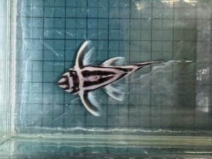 画像1: 今年最終　親サイズ　雌っぽい　インペリアルゼブラプレコ　ブリード　8番　神戸店在庫 