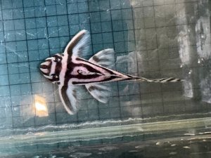 画像1: 今年最終　親サイズ　雌っぽい　インペリアルゼブラプレコ　ブリード　6番　神戸店在庫 