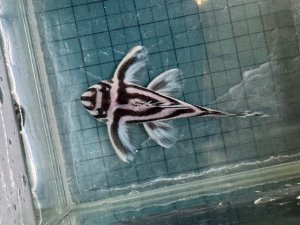 画像1: 今年最終　親サイズ　雌っぽい　インペリアルゼブラプレコ　ブリード　5番　神戸店在庫 