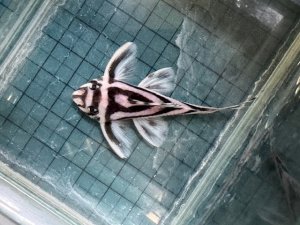 画像1: 今年最終　親サイズ　雌っぽい　インペリアルゼブラプレコ　ブリード　7番　神戸店在庫 