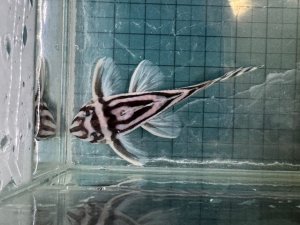画像1: 今年最終　親サイズ　雌っぽい　インペリアルゼブラプレコ　ブリード　2番　神戸店在庫 
