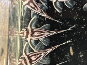 画像1: 今年最終　親サイズ　雌っぽい　インペリアルゼブラプレコ　ブリード　1匹　神戸店在庫 