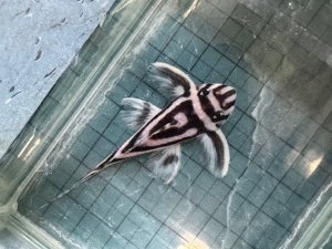 画像1: 今年最終　親サイズ　雌っぽい　インペリアルゼブラプレコ　ブリード　3番　神戸店在庫 