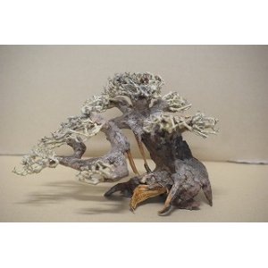 画像: 特価品　水景BONSAI　五葉松　神戸店在庫　　