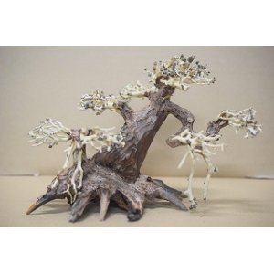 画像: 特価品　水景BONSAI　菩提樹　神戸店在庫　　