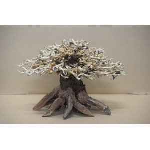 画像: 特価品　水景BONSAI　榕樹(がじゅまる)　神戸店在庫　　