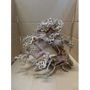 画像: 特価品　水景BONSAI　五葉松　Ｌサイズ　神戸店在庫　　