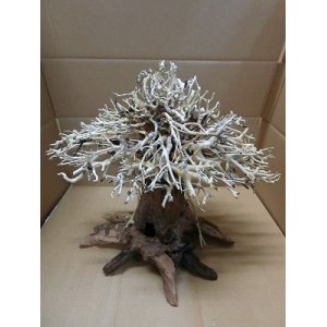 画像: 特価品　水景BONSAI　榕樹(がじゅまる)　Ｌサイズ　神戸店在庫　　