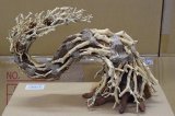 画像: 水景BONSAI　昇龍樹(しょうりゅうじゅ)　Ｌサイズ　7番　神戸店在庫　　