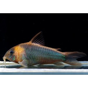 画像: Black Friday　コリドラス　スーパーエクエス　1匹　神戸店在庫