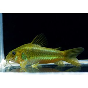 画像: 月末特価品　WILD　コリドラス　イルミネータス・グリーン　1匹 　神戸店在庫