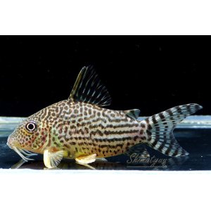 画像: Black Friday　コリドラス　ハラルドシュルツィ　1匹　神戸店在庫