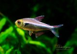 画像: 月末特価品　アズールレッドラインホタルファラガテトラ　river  nievas　3匹　神戸店在庫 