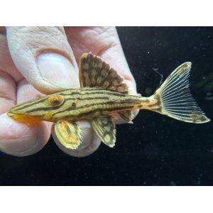 画像: 人気魚　プラチナロイヤルプレコ　5番　神戸店在庫