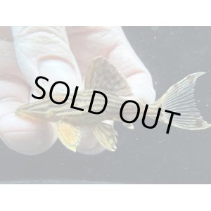 画像: 人気魚　プラチナロイヤルプレコ　4番　神戸店在庫