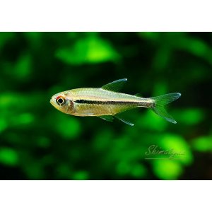 画像: WILD　ハイフェソブリコン　カントウイ　マイカ湖支流　1匹　神戸店在庫