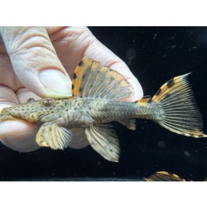 画像: ドラゴンタイプ　タイガーフィンサタン　3番　神戸店在庫