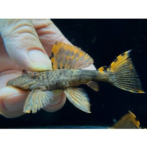 画像: ドラゴンタイプ　タイガーフィンサタン　1番　神戸店在庫