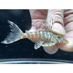 画像: WILD　クイーンインペリアルタイガー　k-8　神戸店在庫 