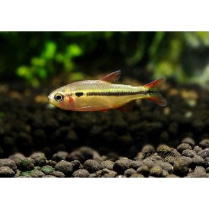 画像: 月末特価品　WILD　グリーンラインラピステトラ　マットグロッソ　1匹　神戸店在庫