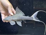 画像: 珍種　GOODサイズ　ホワイトテールアカリエスピーニョ　3番　神戸店在庫