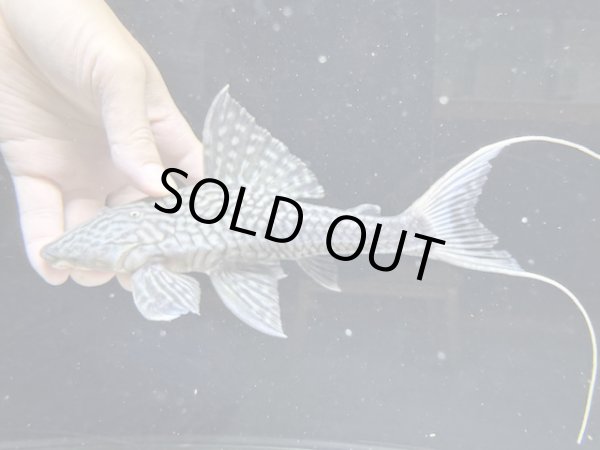 画像1: Black Friday　珍種　GOODサイズ　ホワイトテールアカリエスピーニョ　3番　神戸店在庫