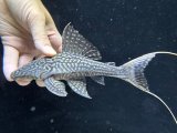 画像: 珍種　GOODサイズ　ホワイトテールアカリエスピーニョ　1番　神戸店在庫