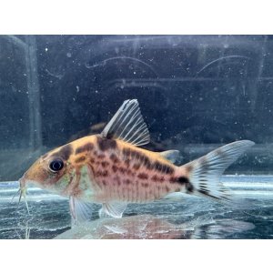 画像: Black Friday　WILD　コリドラス　ロングノーズエヴェリナエ　コロンビア　k-1 　神戸店在庫