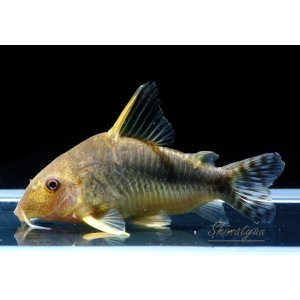 画像: Black Friday　WILD　コリドラス　ゴッセイ　1匹　神戸店在庫