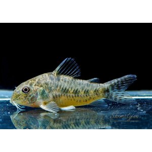 画像: Black Friday　WILD　コリドラス　ノルディスティーニョ　ブラジル北東部　1匹　神戸店在庫